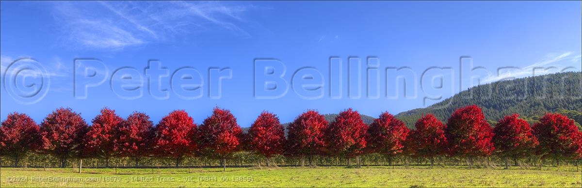 Peter Bellingham Photography 14 Red Trees - VIC (PBH4 00 13855)